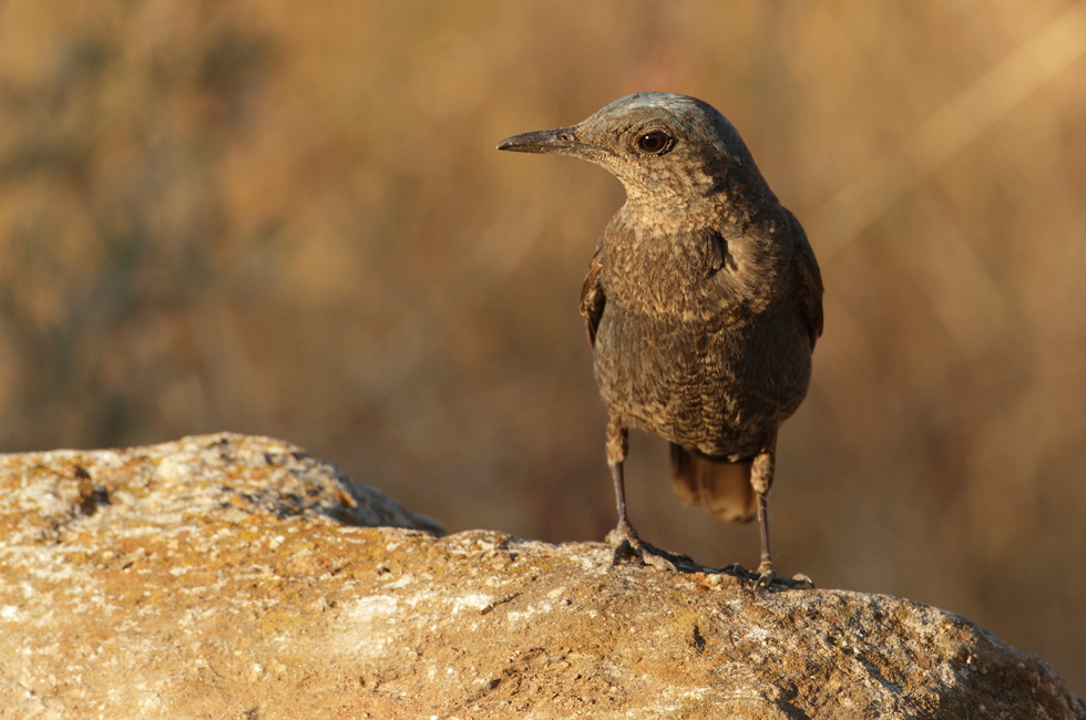 Pertenecientes a la familia Turdidae